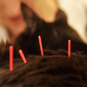 joint care for Pets in Parkland and Boca Raton FL