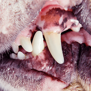 dog teeth cleaning and cat teeth cleaning